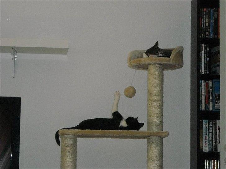 Huskat Snif billede 9