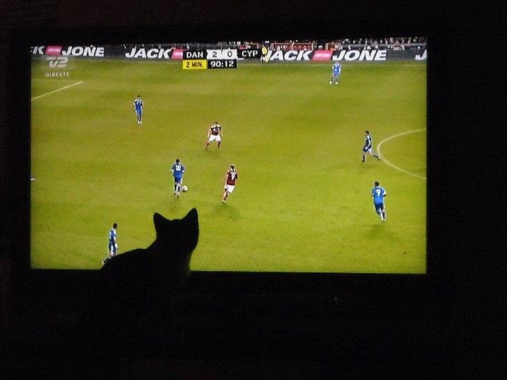Huskat Snif - Snif elsker at se fodbold og følge bolden :) billede 10