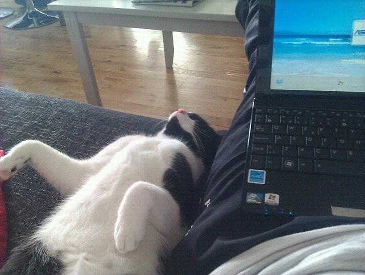 Huskat Snif - ????!!! :D billede 11