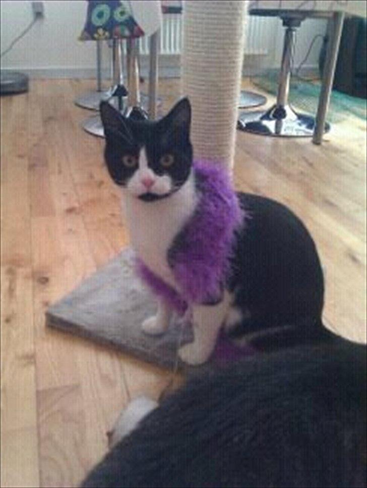 Huskat Snif - Tjaaa. Hvad skal jeg sige ? ;) billede 12