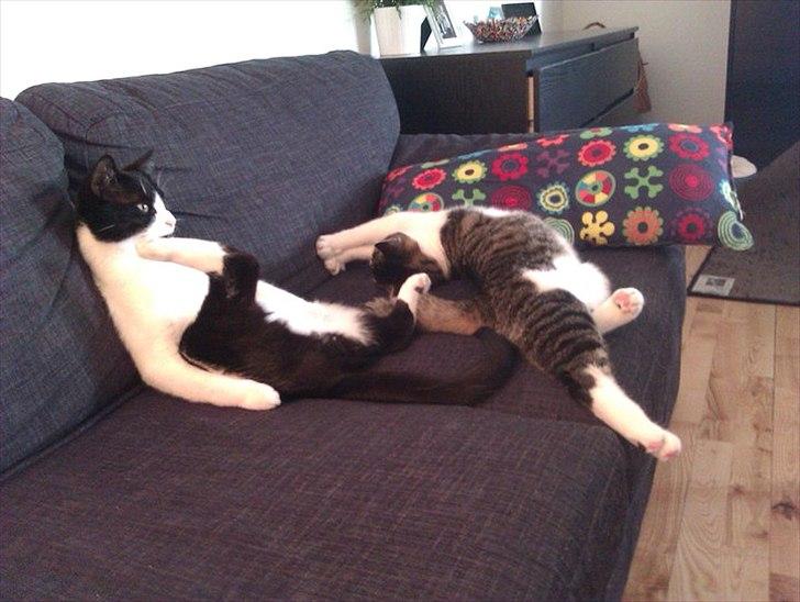 Huskat Snif - Så er der hygge foran flimmerkassen ;) billede 13