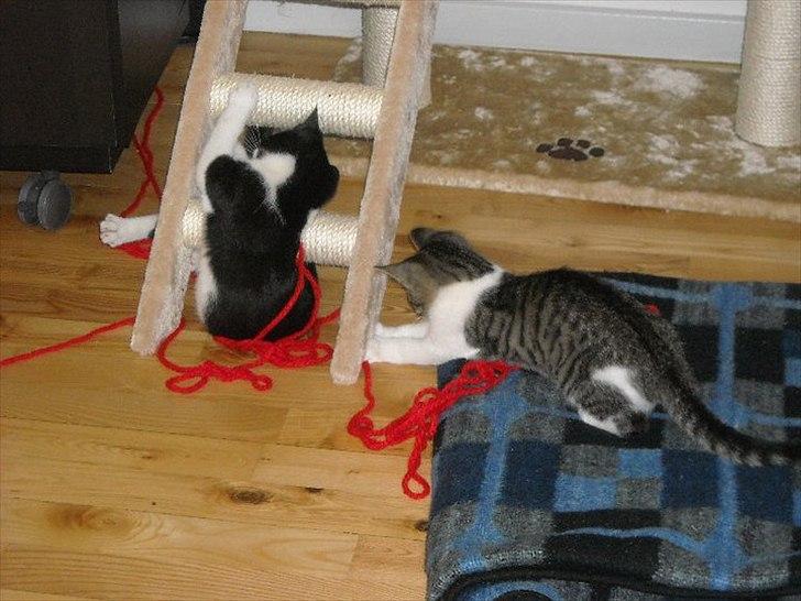 Huskat Snif billede 14