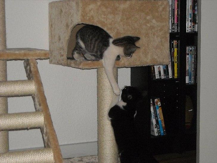 Huskat Victor billede 6