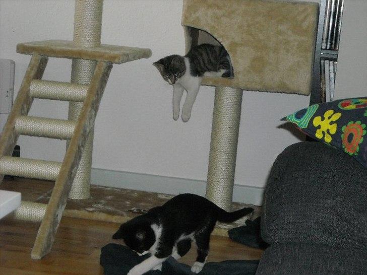 Huskat Victor billede 8