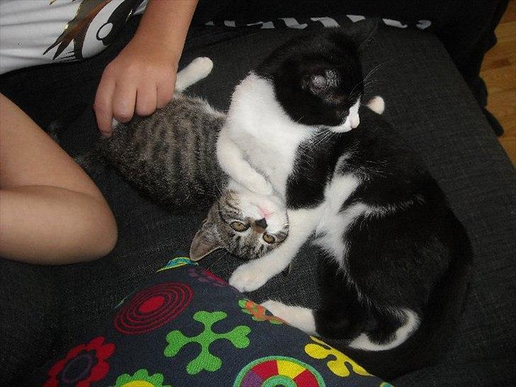 Huskat Victor billede 9