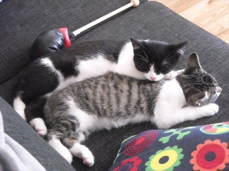 Huskat Victor billede 10