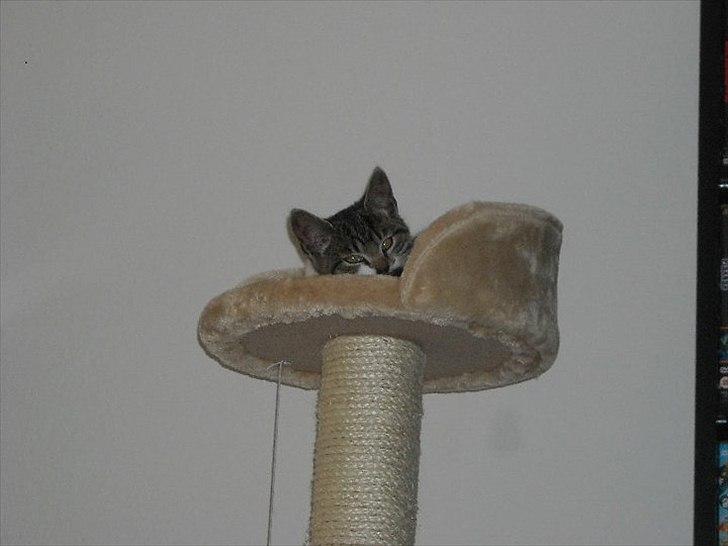 Huskat Victor billede 11