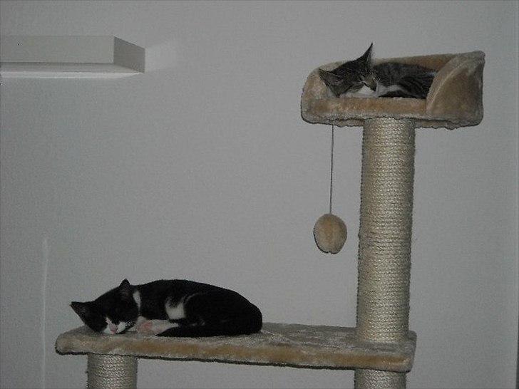 Huskat Victor billede 12