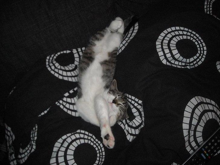 Huskat Victor billede 13