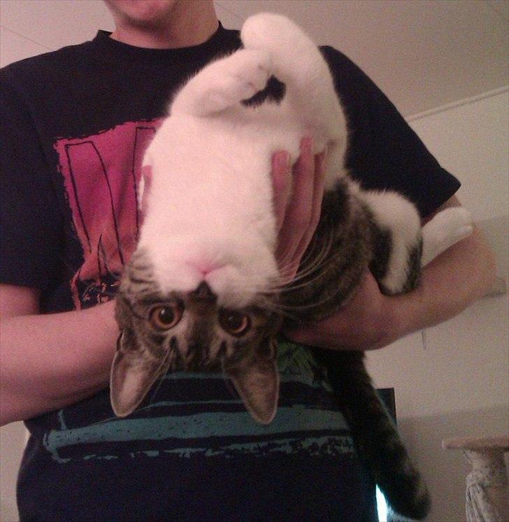 Huskat Victor billede 14