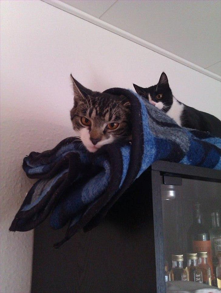 Huskat Victor billede 15