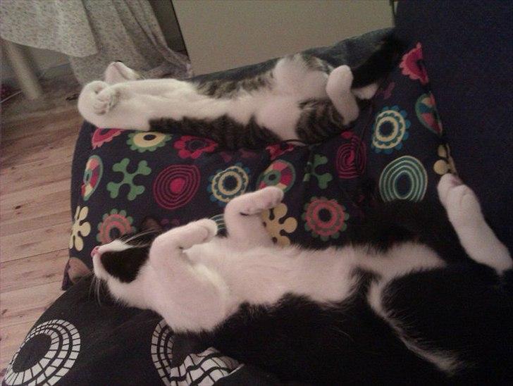 Huskat Victor billede 16