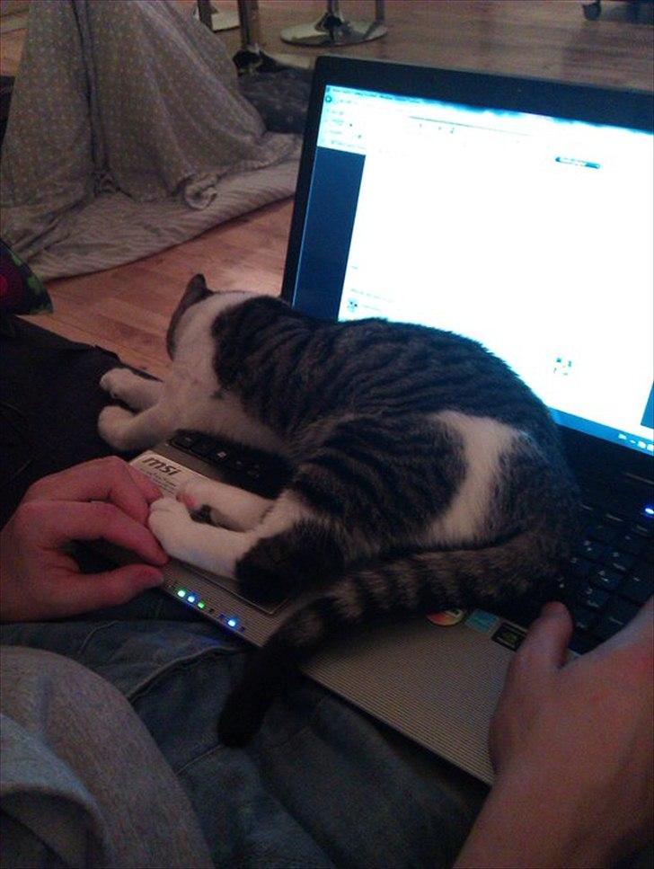 Huskat Victor billede 17