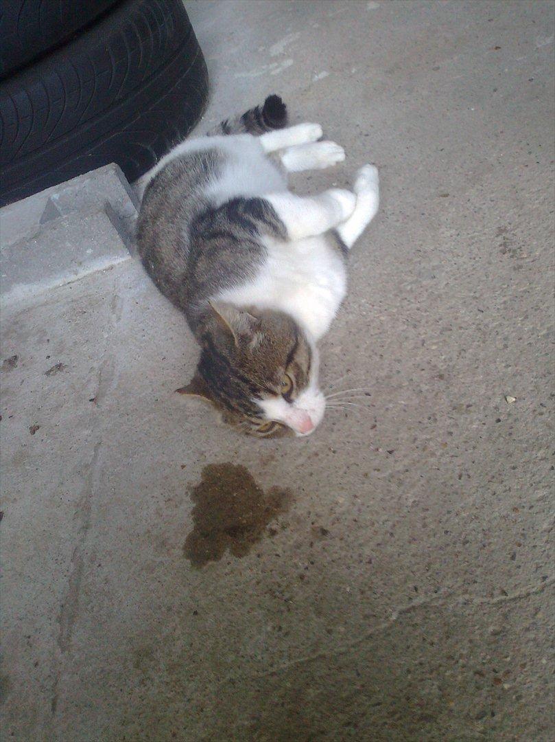 Huskat Hr.jensen - Velkommen til jensens profil billede 1