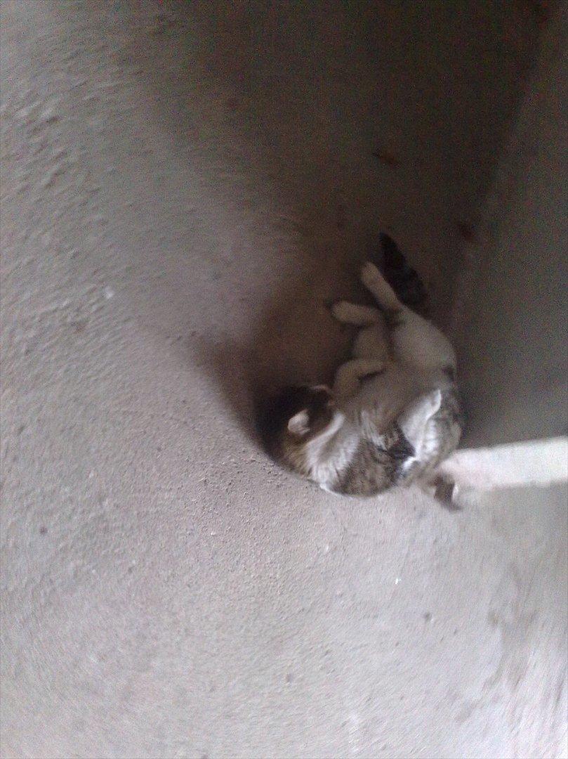 Huskat Hr.jensen billede 2