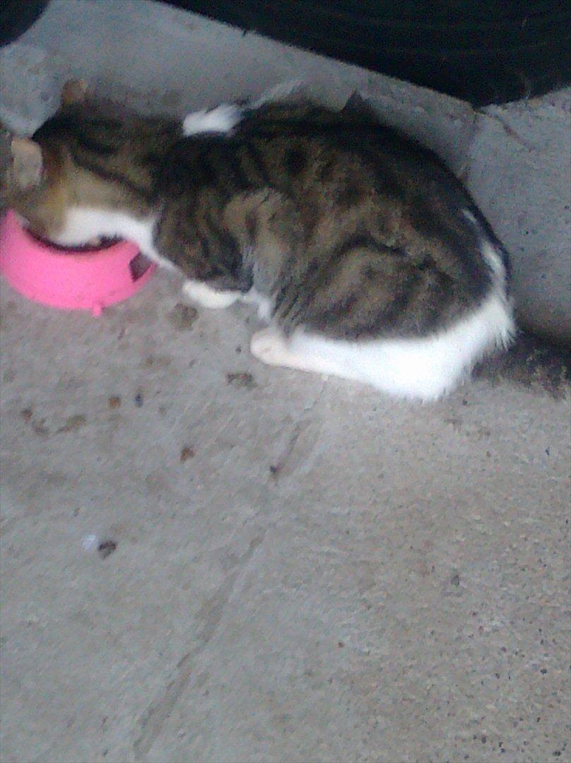 Huskat Hr.jensen billede 3