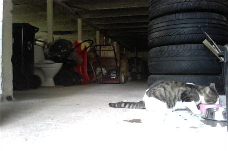 Huskat Hr.jensen billede 4