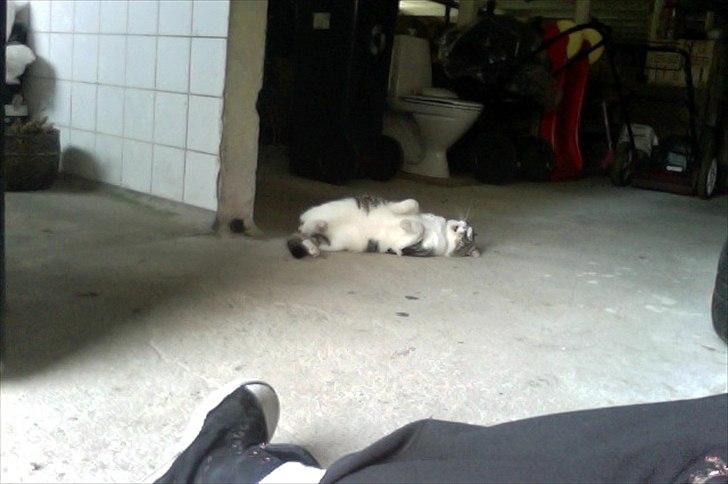 Huskat Hr.jensen billede 5