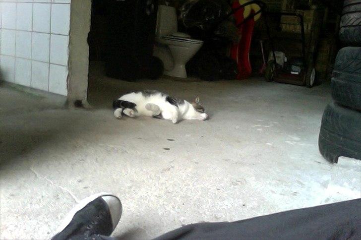 Huskat Hr.jensen billede 6