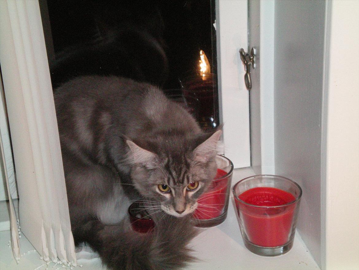 Maine Coon Aeneas #Neas# - Uh, rødt står godt til mine øjne. :D billede 5