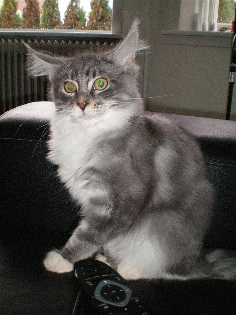 Maine Coon Aeneas #Neas# - Er det . . . hunde? ö billede 6