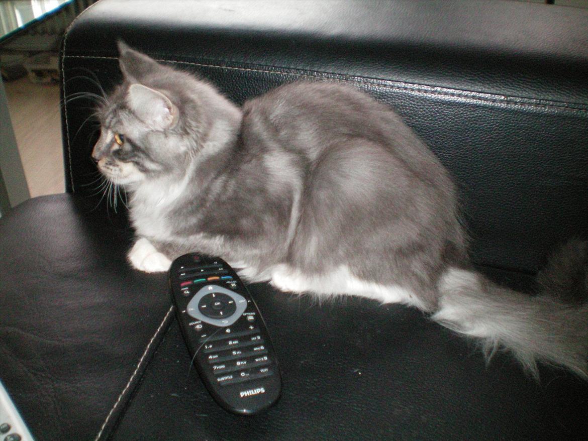 Maine Coon Aeneas #Neas# billede 9