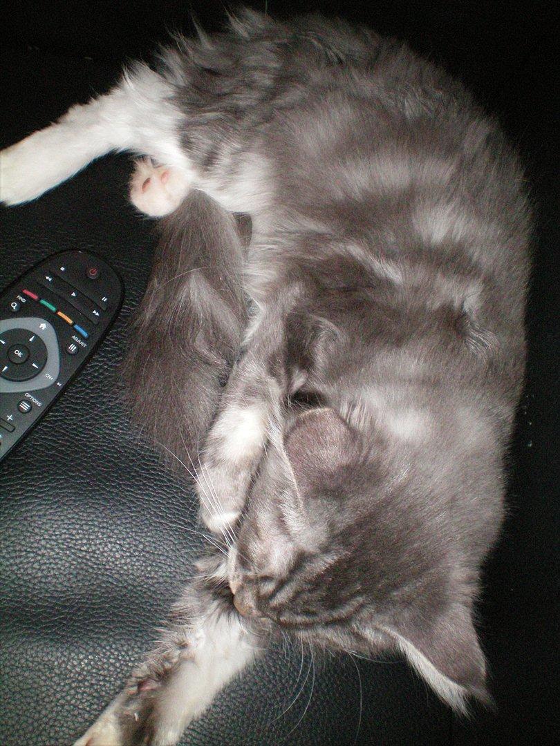 Maine Coon Aeneas #Neas# billede 7