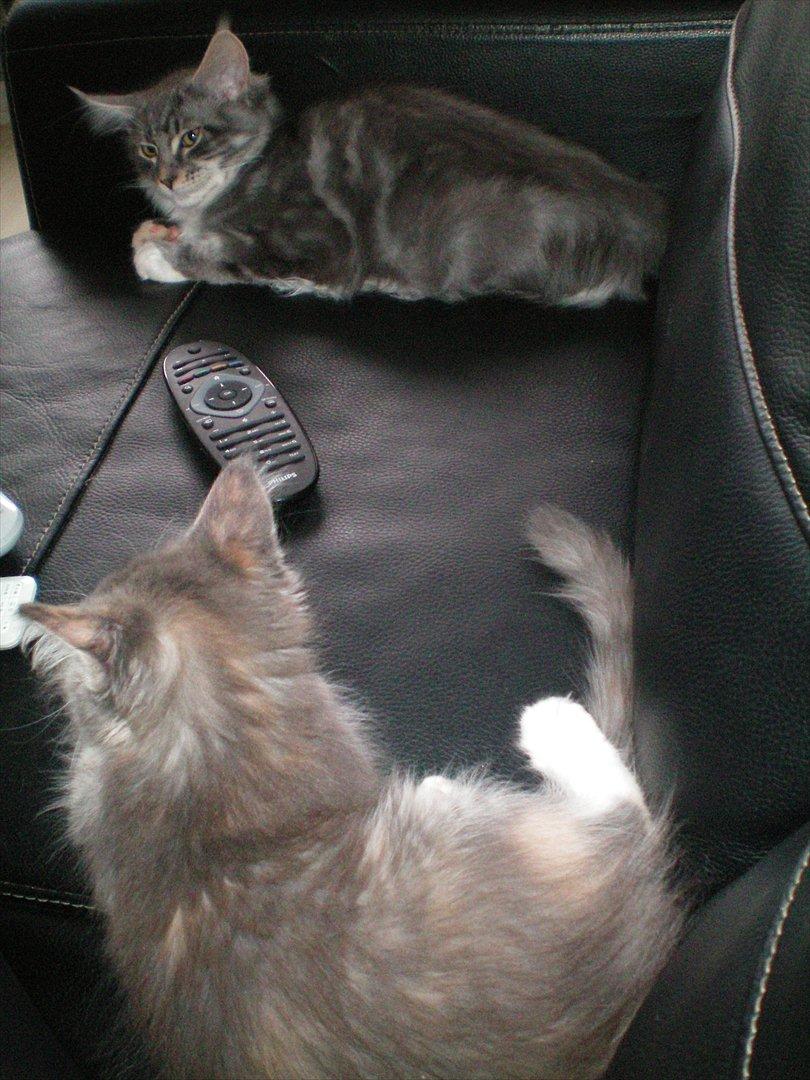 Maine Coon Aeneas #Neas# - Her ligger jeg sammen med min veninde Ifigenia. :D billede 8