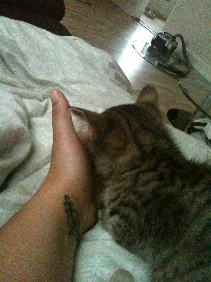 Huskat Oliver - Ligger og sover i min hånd billede 1