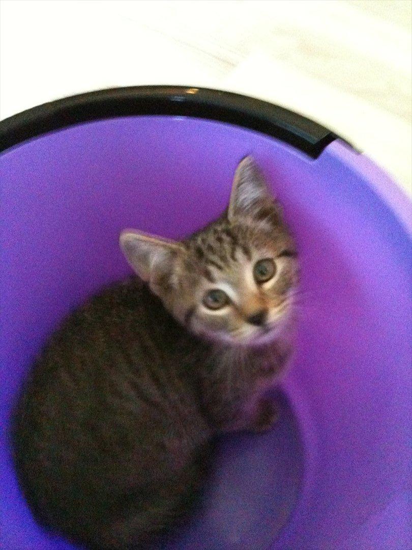 Huskat Oliver - Her skulle han så lege i gulv spanden billede 2