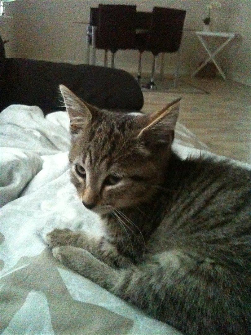 Huskat Oliver billede 3