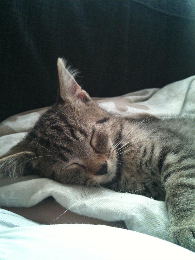 Huskat Oliver billede 4