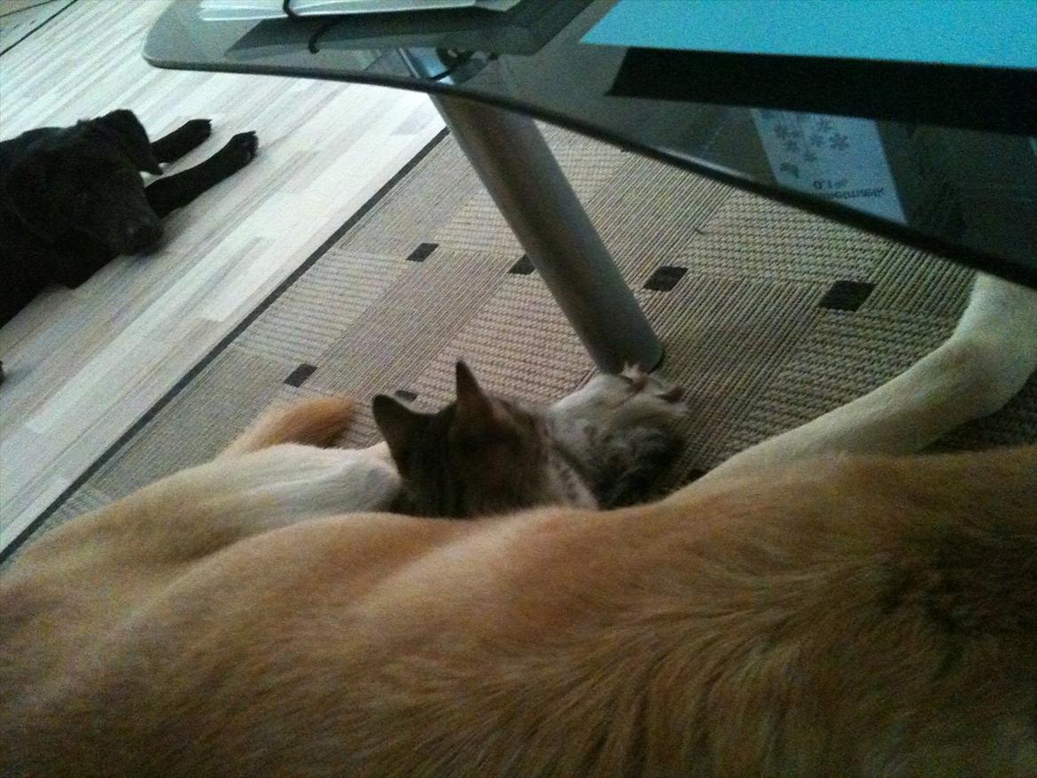 Huskat Oliver billede 5