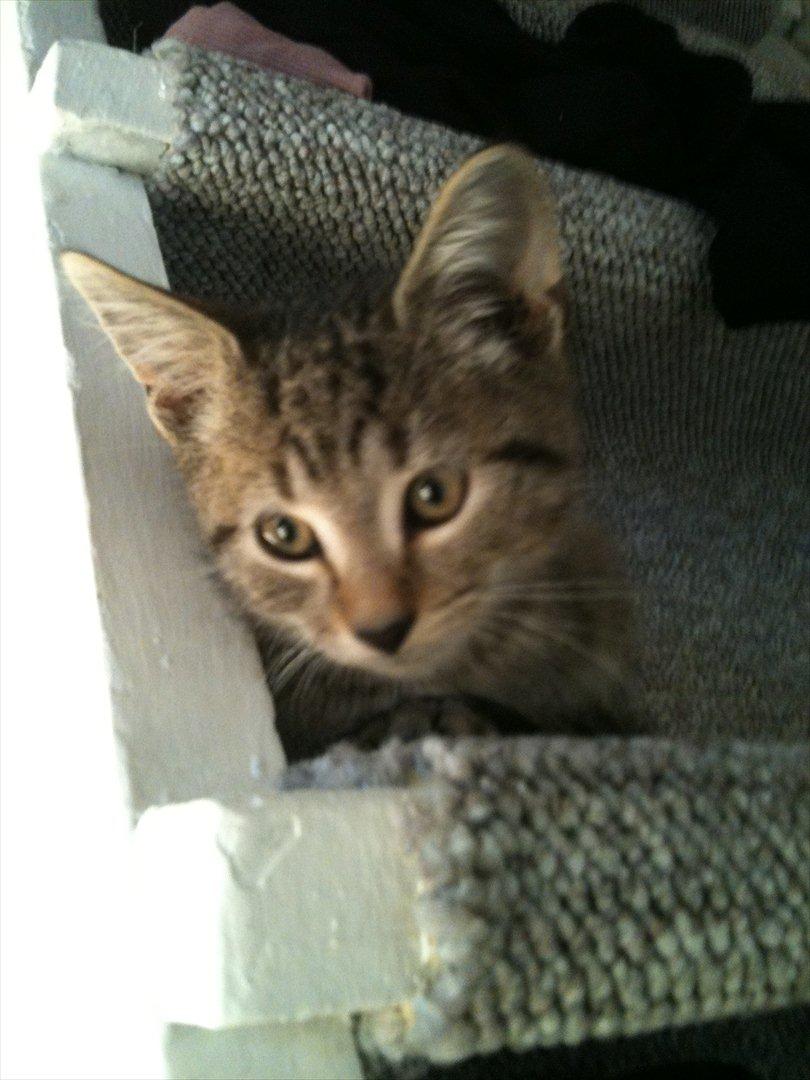 Huskat Oliver billede 6