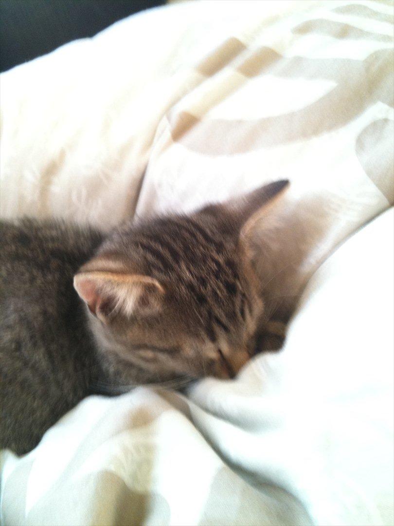 Huskat Oliver billede 7