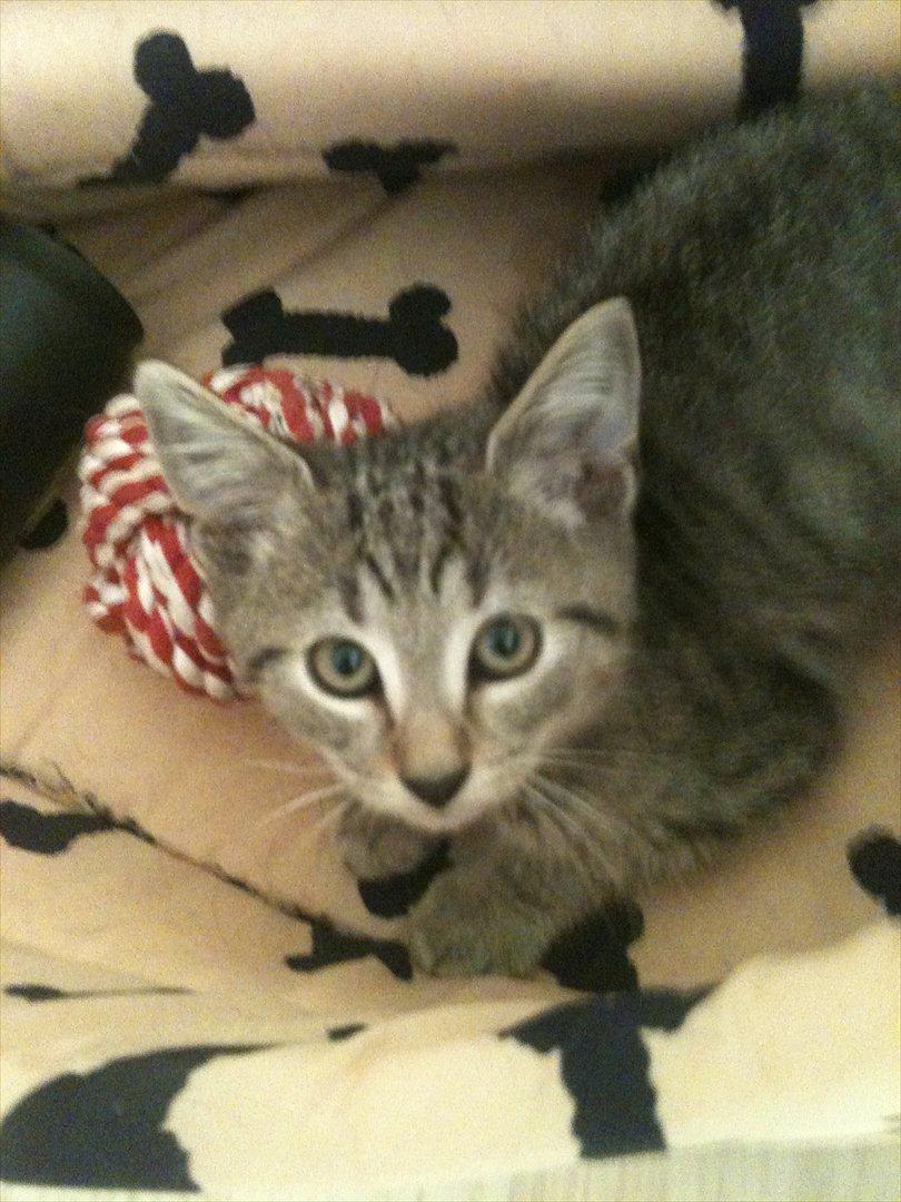 Huskat Oliver billede 8