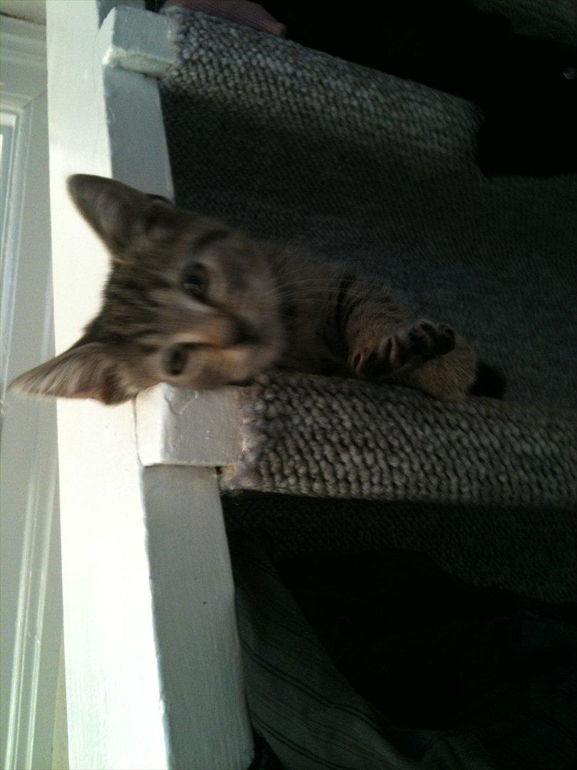 Huskat Oliver billede 9