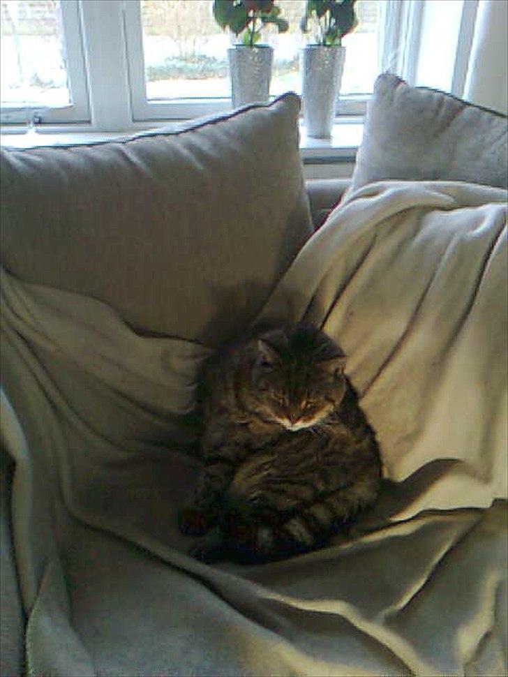 Huskat Louie billede 2