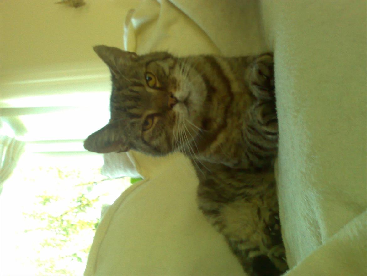 Huskat Louie billede 3