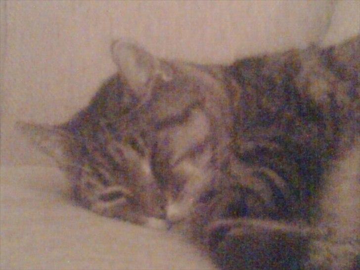 Huskat Louie billede 4