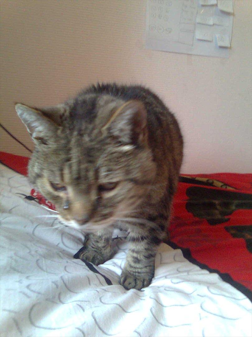 Huskat Louie billede 5