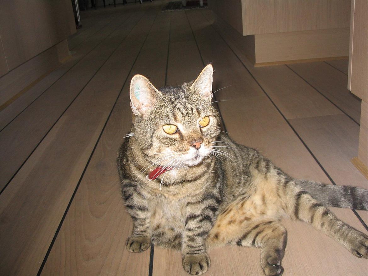 Huskat Louie billede 6