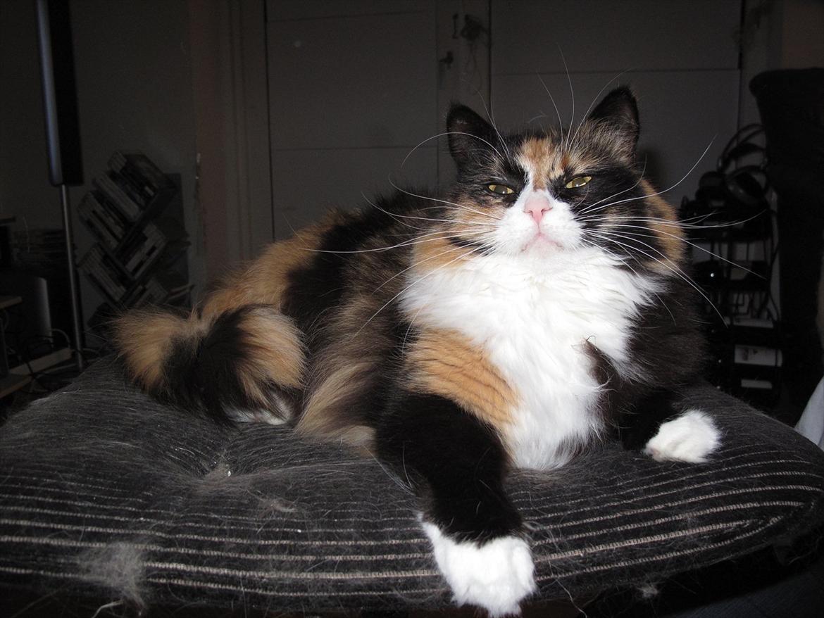 Blanding af racer Kispus billede 6