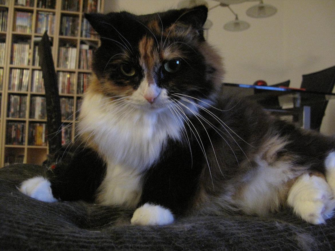 Blanding af racer Kispus billede 7