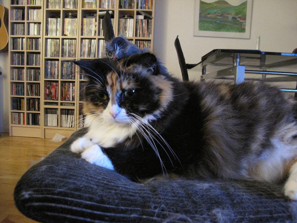 Blanding af racer Kispus billede 8