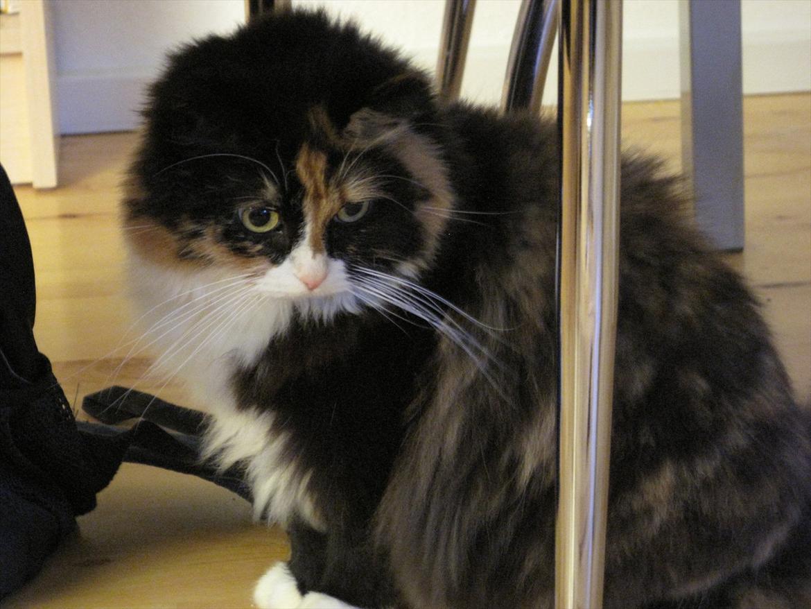 Blanding af racer Kispus billede 9