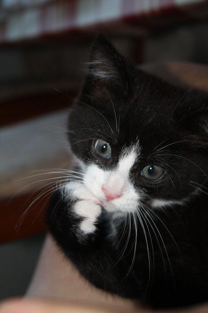 Blanding af racer Nisha  - 9 uger billede 12