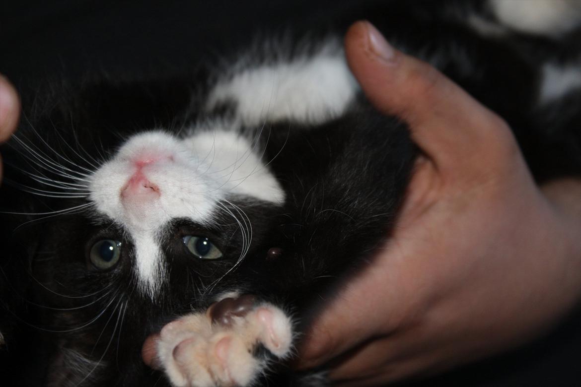 Blanding af racer Nisha  - 9 uger billede 13