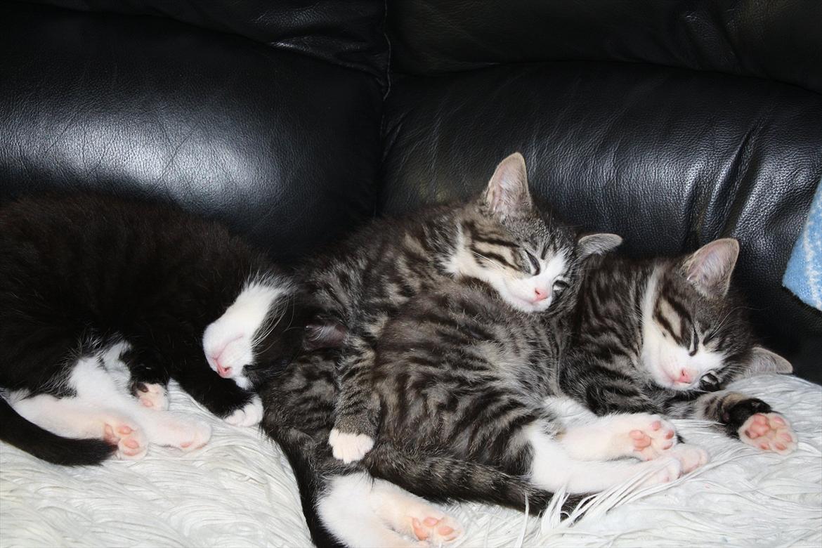 Blanding af racer Nisha  - Og så lige tid til en lur :) billede 14