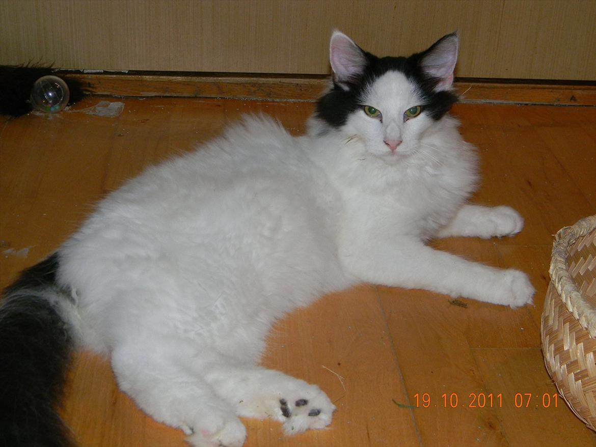 Norsk Skovkat †Wahkan Cheveyo (foder-vært)† billede 22